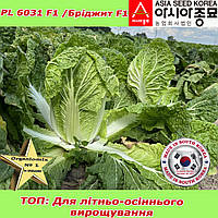 Капуста пекінська БРІДЖИТ F1 / PL 6031 ТМ Asia Seed Південна Корея, проф.пакет 2500 насінин