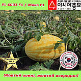 Кавун PL 6003 F1 / Жако F1 ранній, жовтий кавун, 500 насінин ТМ Asia Seed (Південна Корея), фото 7