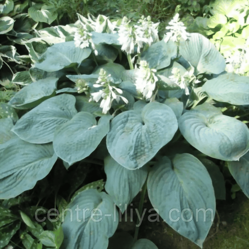 Хоста Bressingham Blue