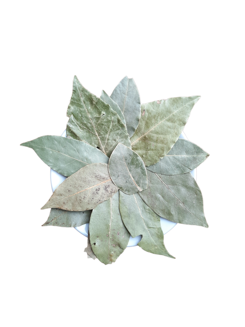 Лавровий лист (цілий) 50гр, фото 1