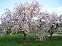 Сакура Пендула / Prunus subhirtella Pendula С45/Ра180-220