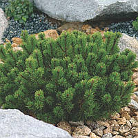 Сосна гірська Пуміліо/Pinus mugo pumilio С7.5-С10/10H30-40