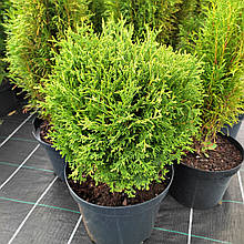 Туя західна Тіні Тім / С7,5 / h 40 / Thuja occidentalis Tiny Tim