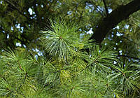 Сосна веймутова/Pinus strobus С10-С12/Н140