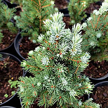 Ялина канадська Сандерс Блю / С3 / Picea glauca Sander's Blue, фото 3