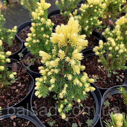 Ялина канадська Рейнбоуз Енд / Picea Rainbow's End, фото 1