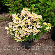 Гортензія Пастелгрін / С5 / Hydrangea paniculata Pastelgreen, фото 3