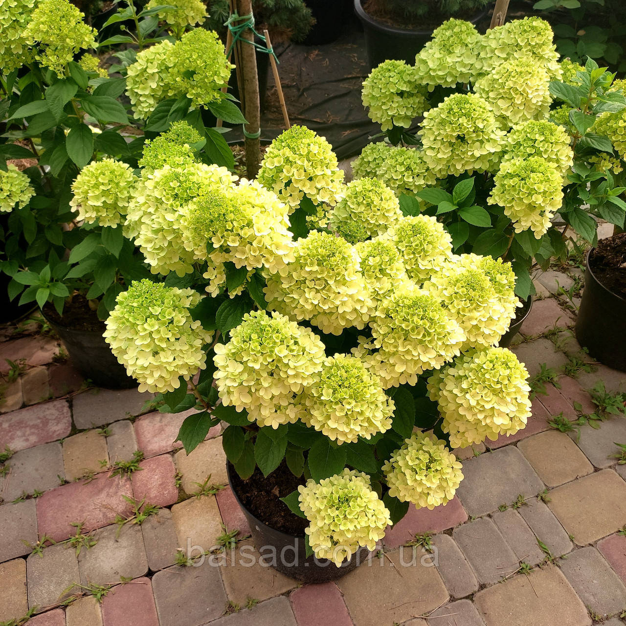 Гортензія волотиста Пандора / С20 / Hydrangea Pandora