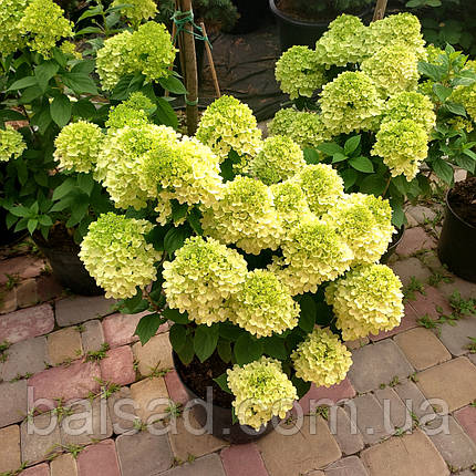 Гортензія волотиста Пандора / С20 / Hydrangea Pandora, фото 1