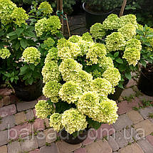 Гортензія волотиста Пандора / С20 / Hydrangea Pandora, фото 3