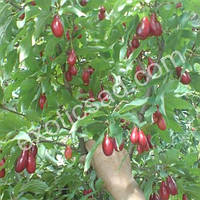 Свіжі ягоди (плід) кізилу