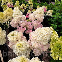 Гортензія Ваніла Фрейз / С5 / Hydrangea Vanilla Fraise, фото 6