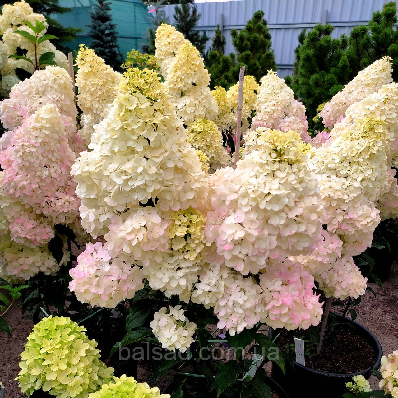 Гортензія Ваніла Фрейз / С5 / Hydrangea Vanilla Fraise