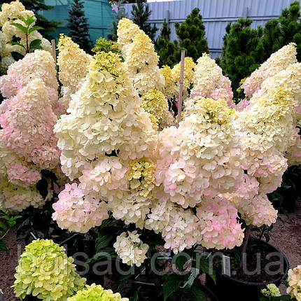 Гортензія Ваніла Фрейз / С5 / Hydrangea Vanilla Fraise, фото 1