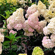 Гортензія Ваніла Фрейз / С5 / Hydrangea Vanilla Fraise, фото 5