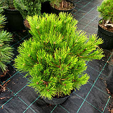 Сосна густоквіткова Лоу Глоу / С10 / d 40-50 / Pinus Low Glow
