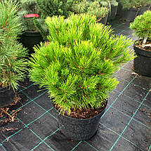 Сосна густоквіткова Лоу Глоу / С10 / d 40-50 / Pinus Low Glow, фото 2