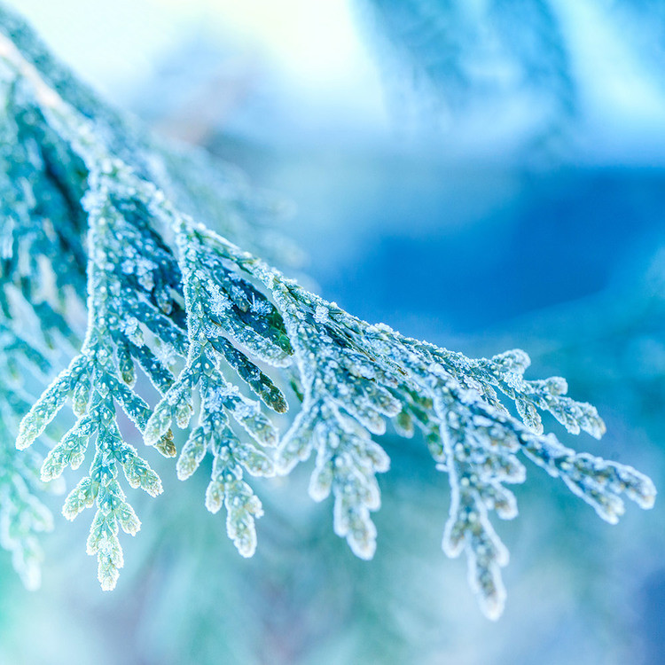 Аромат для свічки та мила Морозний ялівець (CandleScience Frosted Juniper)