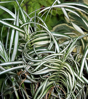 Осока пальмолістна Вайт Мідж \ Carex muskingumensis White Midge (саджанці р9), фото 3