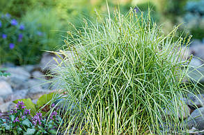 Осока пальмолістна Вайт Мідж \ Carex muskingumensis White Midge (саджанці р9), фото 4