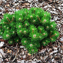 Сосна чорна Нана / С20 / h 30-40 / Pinus nigra Nana, фото 4
