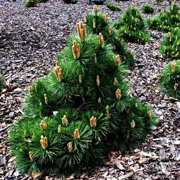 Сосна чорна Нана / С20 / h 40-60 / Pinus nigra Nana