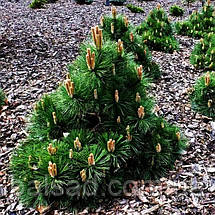 Сосна чорна Нана / С20 / h 30-40 / Pinus nigra Nana, фото 5