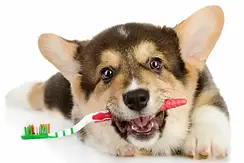 Зубні пасти та щітки