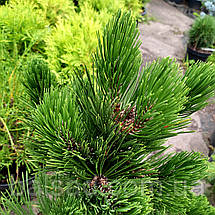 Сосна білокора Грін Гіант / С10 / h 50-60 / Pinus Green Giant, фото 5