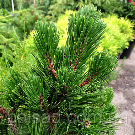 Сосна білокора Грін Гіант / С10 / h 50-60 / Pinus Green Giant, фото 3