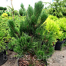 Сосна білокора Грін Гіант / С10 / h 50-60 / Pinus Green Giant, фото 4