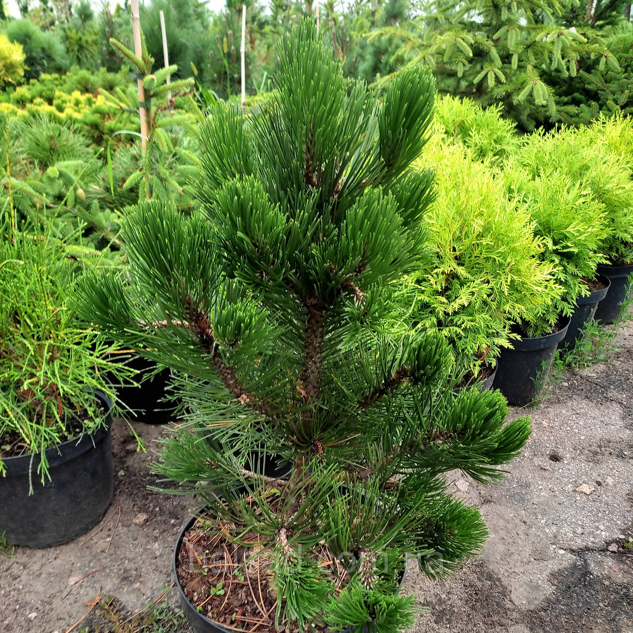 Сосна білокора Грін Гіант / С10 / h 50-60 / Pinus Green Giant