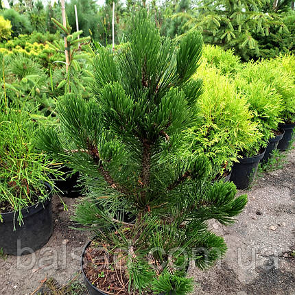 Сосна білокора Грін Гіант / С10 / h 50-60 / Pinus Green Giant, фото 1