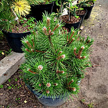 Сосна чорна Нана / С20 / h 40-60 / Pinus nigra Nana, фото 4