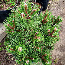Сосна чорна Нана / С20 / h 40-60 / Pinus nigra Nana, фото 3