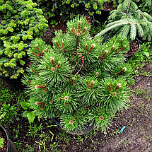 Сосна чорна Нана / С20 / h 40-60 / Pinus nigra Nana, фото 2