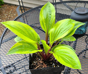 Хоста Avocado Toast (Solberg 20)