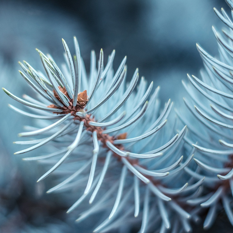 Аромат для свічки та мила Блакитна ялина (CandleScience Blue Spruce)