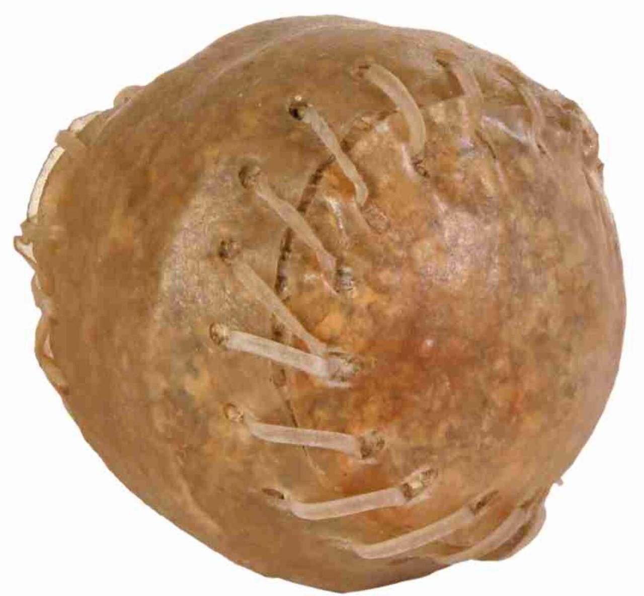 Ласощі для собак м'яч пресований жувальний з начинкою 170 г Trixie 10 шт/уп, фото 1