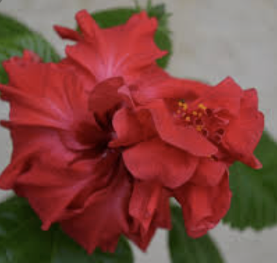 Гибискус Китайская роза | Сравнить цены и купить на Prom.ua