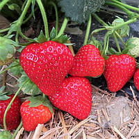 Саджанці полуниці (розсада) Талія (Talia) - пізня, урожайна, транспортабельна (в касеті)