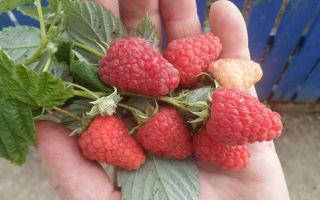 

Малина Соколице