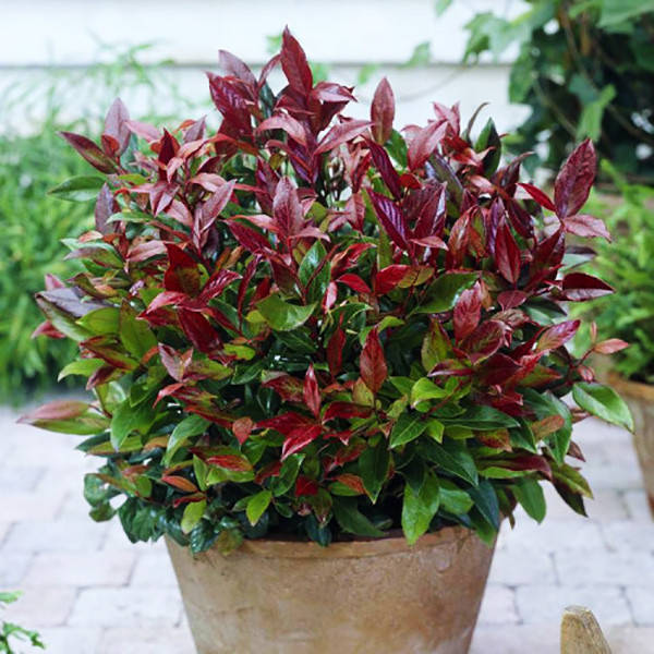 

Леукотоэ Зеблид Скарлетта / Leucothoe Zeblid Scarletta / С3