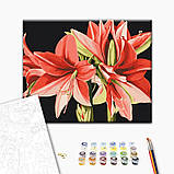 Картина за номерами Квіти Набір для розпису Амариліс © Anastasiia Osmolovska Полотно на дерев'яному підрамнику 40x50 Brushme, фото 2