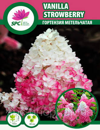 Гортензія волотиста Vanilla Straeberry, фото 1