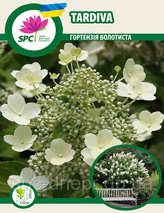 Гортензія волотиста Tardiva, фото 1