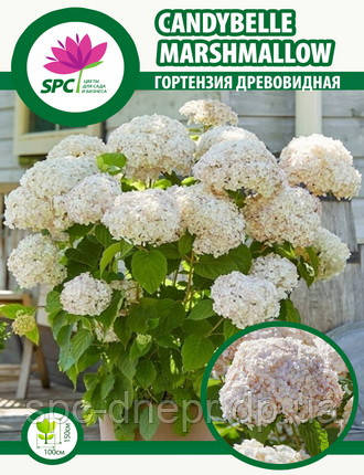 Гортензія деревоподібна Candybelle Marshmallow, фото 3