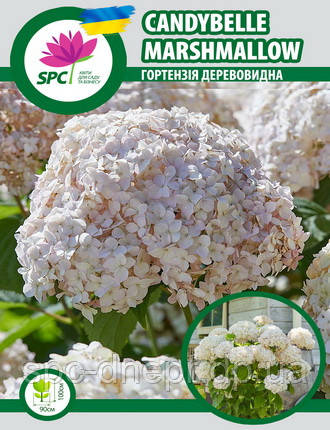Гортензія деревоподібна Candybelle Marshmallow, фото 1
