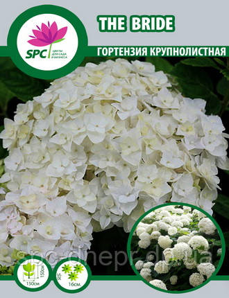 Гортензія крупнолиста The Bride, фото 1
