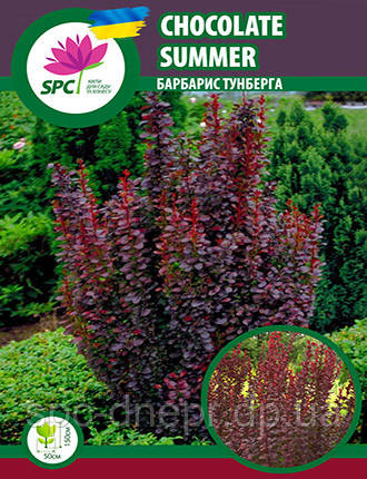Барбарис Тунберга Chocolate Summer